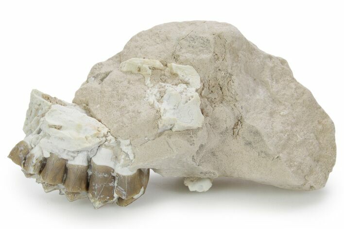 Unprepared Fossil Oreodont (Merycoidodon) Jaw - South Dakota #355973